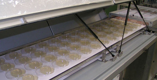 Petridish filling multiple lanes Filling of petri dishes