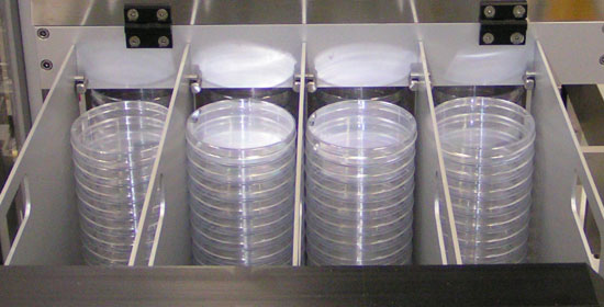 petri dish filling petri dish filling